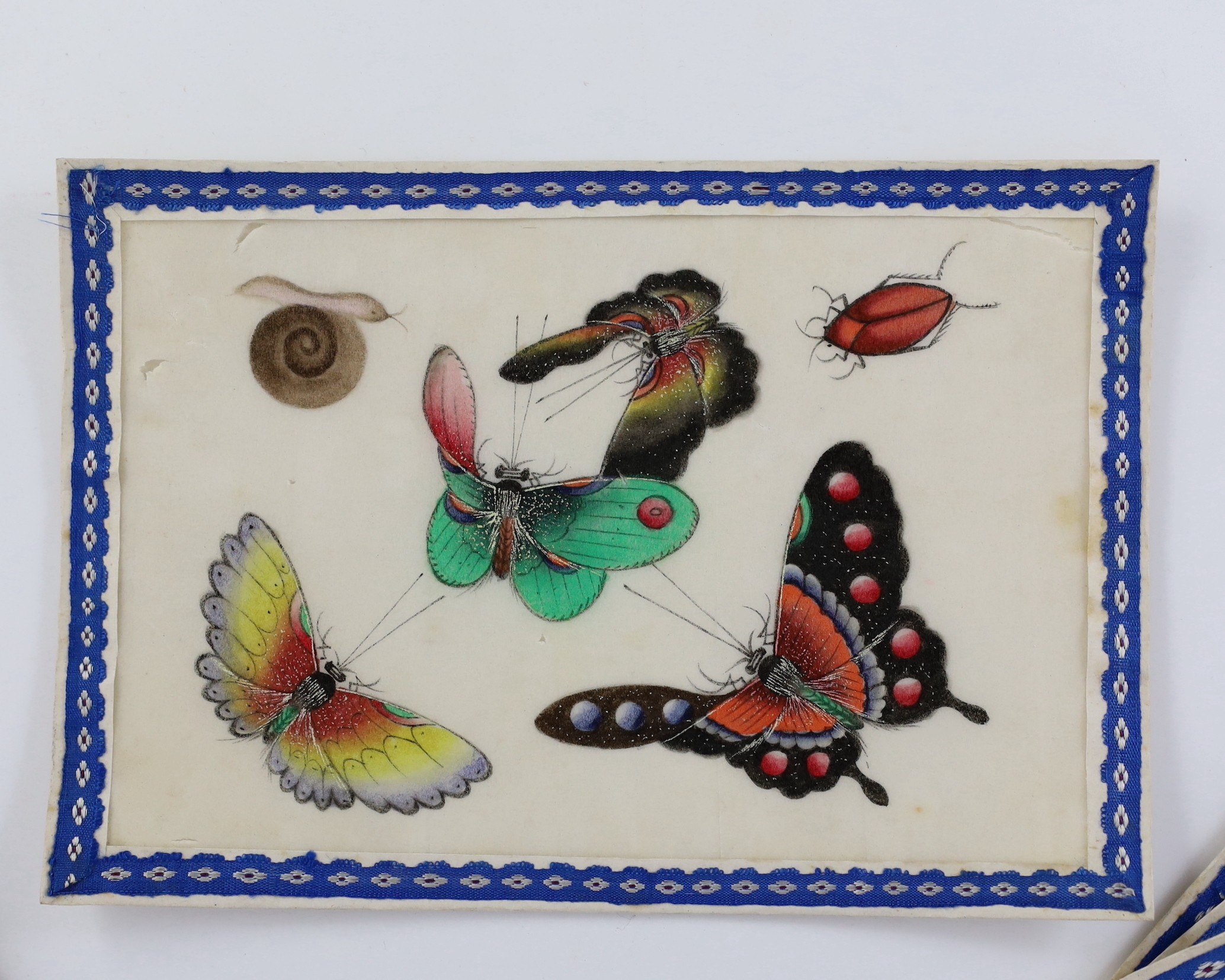 A set of twelve Chinese pith paintings of butterflies and insects, mid 19th century, total size 18cm x 12.2cm, small holes to paper